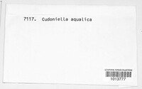 Cudoniella aquatica image